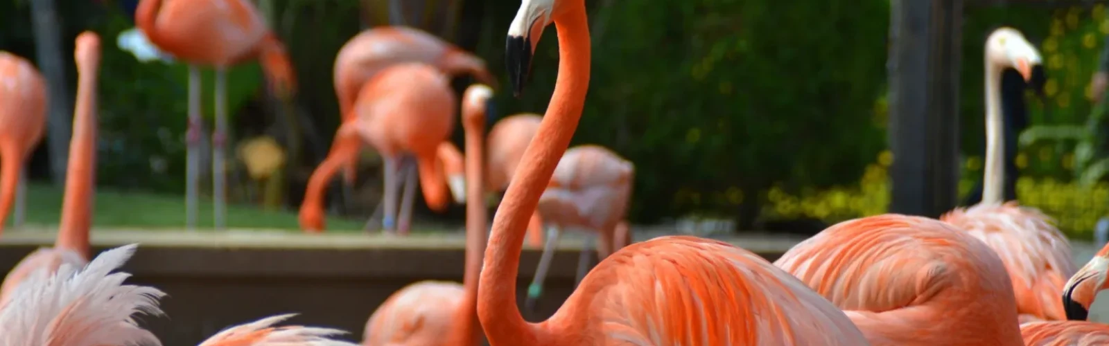 Best Family Activities in San Diego: Parks, Zoos & Fun Spots