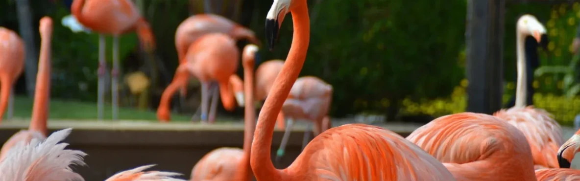 Best Family Activities in San Diego: Parks, Zoos & Fun Spots