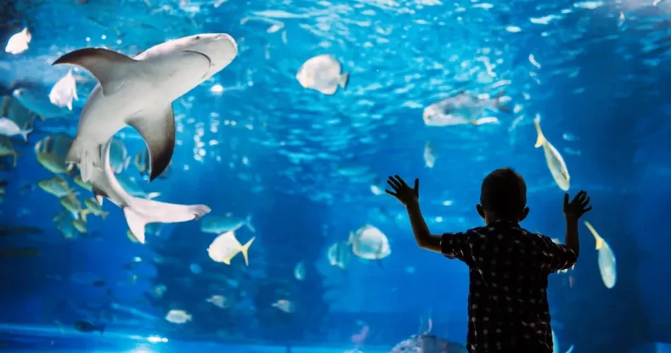 Best Family Activities in San Diego: Parks, Zoos & Fun Spots